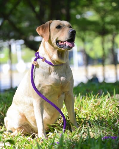Image of 2 Pack Dog Leash Slip Lead Braided Rope Pet Training Loop Leashes 5ft 6ft