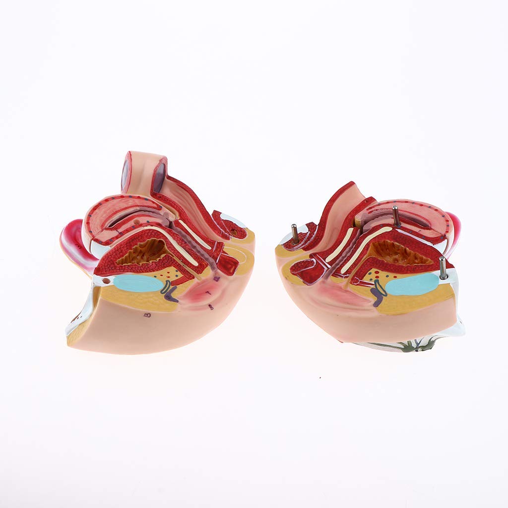 1:1 Menschliches Weibliches Genitalorgan Anatomisches Modell für Anatomie Lehrmittel Laborbedarf