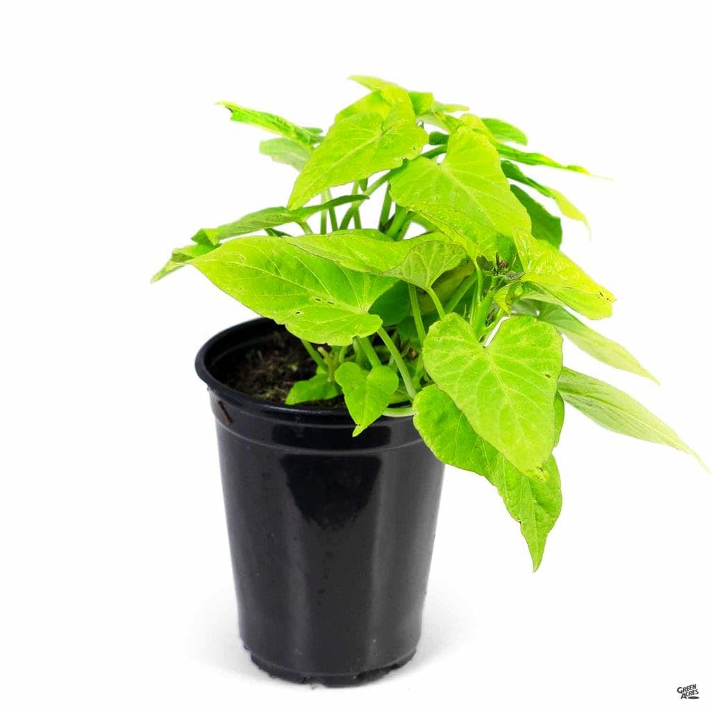 INGLIS PLANTOPIA Live Sweet Potato, Shakarkandi (Ipomoea batatas) Root Vegetale Plant with plastic pot (B0CWLTQQGY) Amazon Price History, Amazon Price Tracker