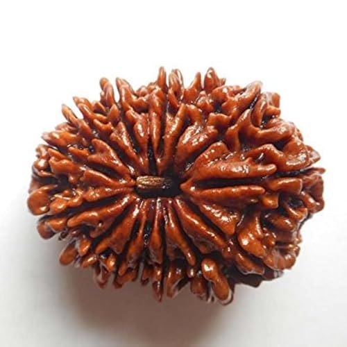 Certified 14 Mukhi Rudraksha Bead from Nepal (14 Faces) - Embrace Spiritual Transformation