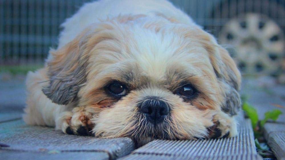 Znwrr Ka151 Diy 5D Diamond Painting Kit Full Drill Cute Dog Shih Tzu Diamond Painting Cross Stitch Painting Rhinestone Embroidery Craft For Home Wall Decor 30X40cm