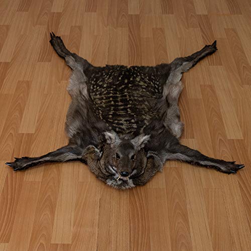 Siberian Musk Deer Taxidermy Rug Mount with Head - Musk-Deer Mounted PELT, Fur, Skin, Hide for Sale - Real, Decor, LIFESIZE - ST5241