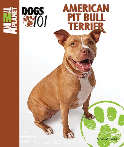  American Pit Bull Terrier