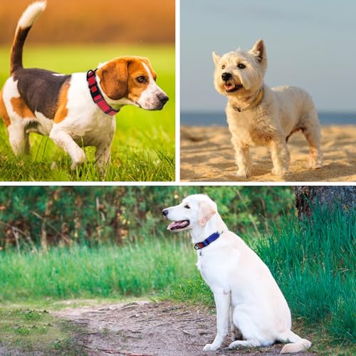 Taglory Hundehalsband, Weich Gepolstertes Neopren Nylon Hunde Halsband für Mittlere Hunde, Verstellbare und Reflektierend für das Training, Hot Pink