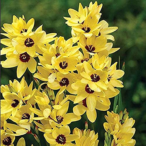 Live Green Flower Bulbs |Ixia ‘Yellow Emperor’ Exotic Bulbs For Home Gardening - (Pack of 50 Bulbs)