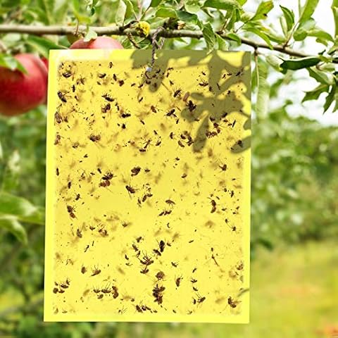 E-KNOW Fruit Fly Traps (40 Pack), Double-Sided Yellow Sticky Traps, Gnat Traps for Kitchen & Plants, Fruit Fly Killer - Sticky Gnat Trap Indoor Outdoor Solution Cover
