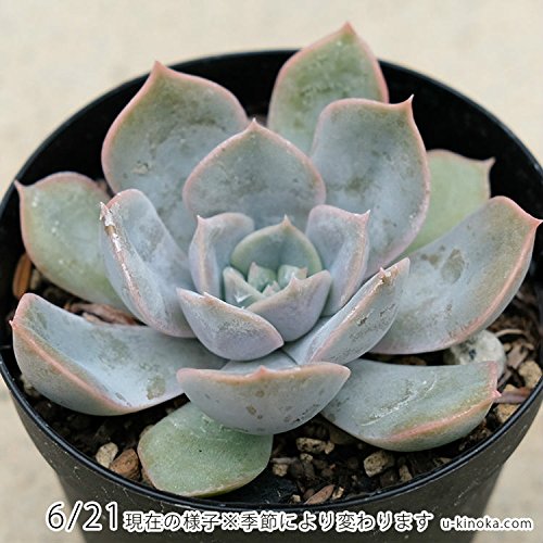 フィオナ錦　ビッグサイズ　多肉植物　エケベリア Amazon.co.jp: フィオナ 7.5cmポット 多肉植物 エケベリア Echeveria