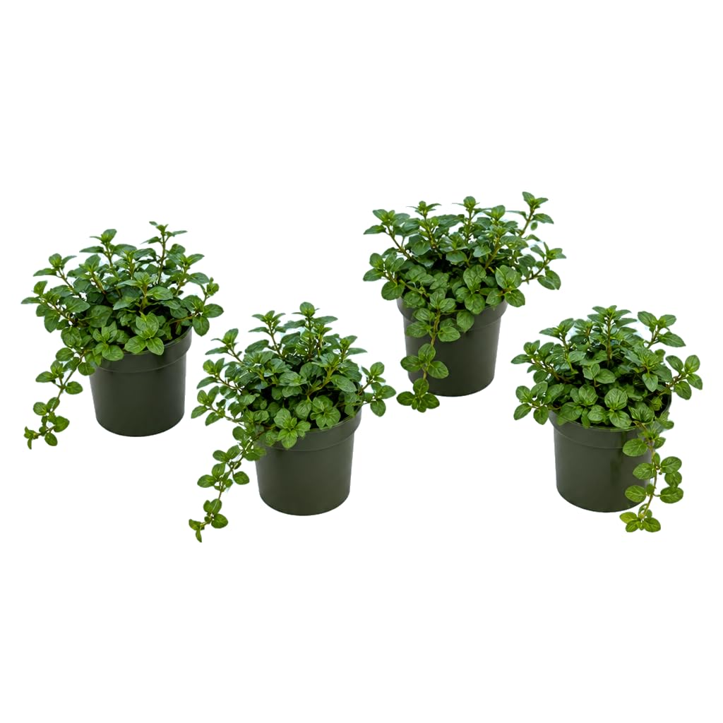 DECOALIVE Pack de 4 Plantas: Mentha Piperita, Menta Negra, 25-30 cm de Altura, para Colección de Aromáticas