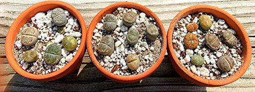Pack Of 20 Live Small Exotic Lithops Plant One Year Old Seedlings Perfect For Lithops Starter Great Terrarium Addition (Pack Of 20 Seedlings) #TOP3