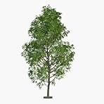 10 Fast Growing Trees - 10 Hybrid Poplar Tree Cuttings - Fast Growing Shade or Privacy Trees - Very Attractive and Good for The Enviornment