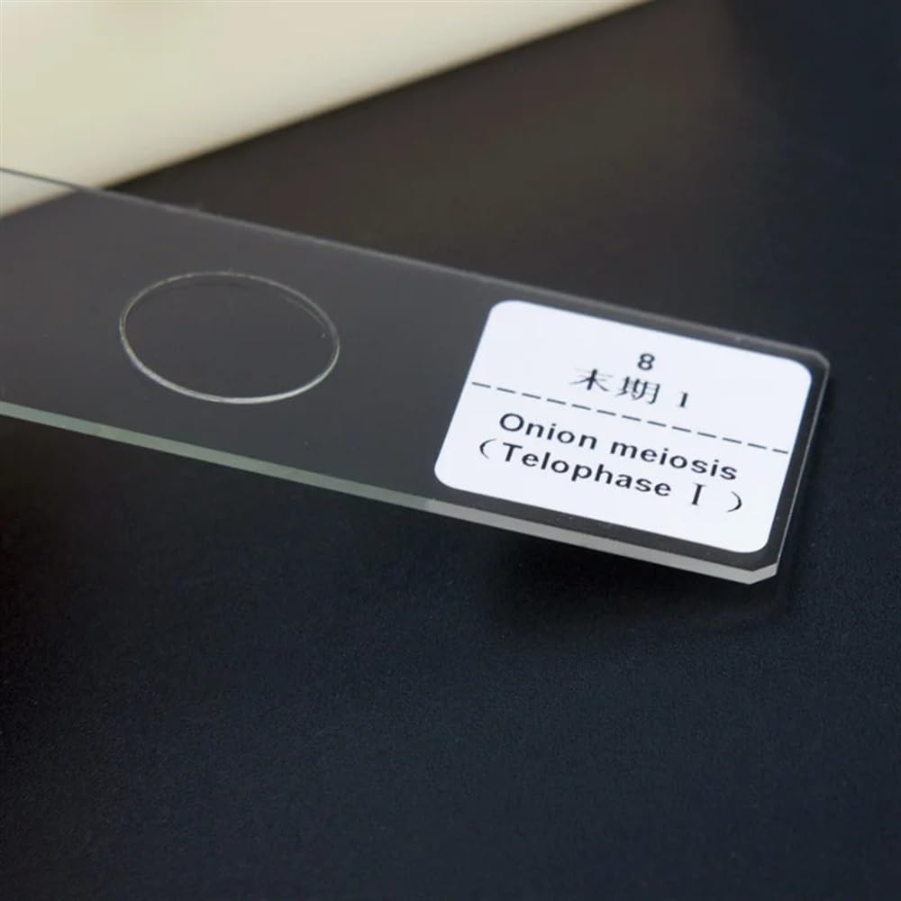 Kit accessori per microscopio Vetrini for microscopio biologico Vetrini preparati for l'insegnamento 12 pezzi/scatola Vetrini per microscopio