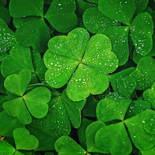 100Pcs Green Four Leaf Clover Plants Seeds