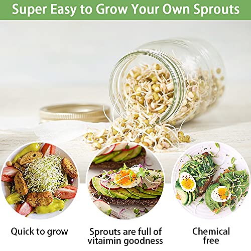 Sprossenglas Keimglas Set, 2 Mason Jars 36oz mit Siebdeckeln aus Edelstahl, Tablett und Ständer, Samenzuchtset für Bohnensprossen, Brokkolisamen, Luzerne, Salat in der Küche, 1000 ml - Image 4
