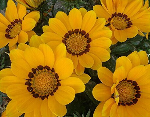 Nuevo 180PCS Gazania semi di fiori rigens