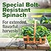 HOME GROWN 𝗨𝗦𝗔 𝗣𝗥𝗘𝗠𝗜𝗨𝗠 Bloomsdale Spinach Seeds Pack – 353 Heirloom 𝗡𝗢𝗡-𝗚𝗠𝗢 Seeds – High Germination Spinach for Indoor, Outdoor, Hydroponic Planting & Home Gardens (Spinacia oleracea) #3