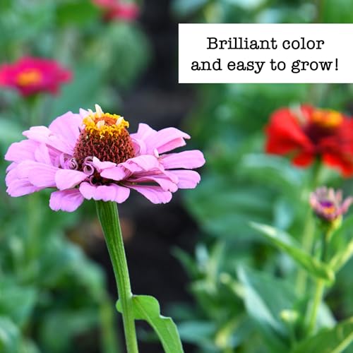 Image of Ferry Morse Flower Seeds - Attracts Pollinators, Zinnia Mix, GMO Free - 6 Pack