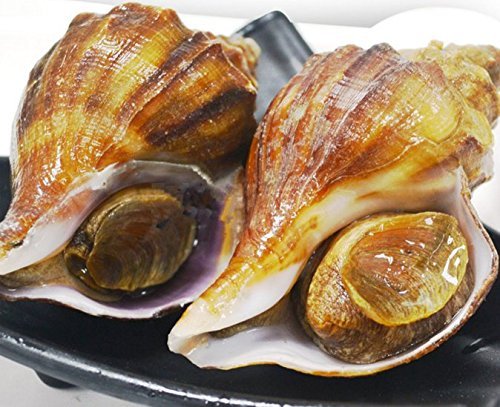 3 Pound (1362 grams) dried seafood conch cut slices from South China Sea Nanhai - Image 3