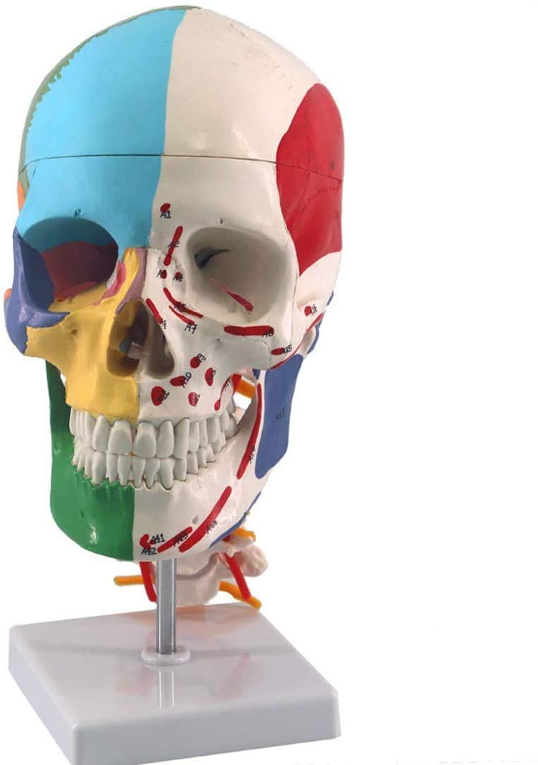 Model Ludzkiej Czaszki Edukacyjny Model Anatomiczny, Medyczny Materiał Nauczania Szkieletu Kręgosłupa