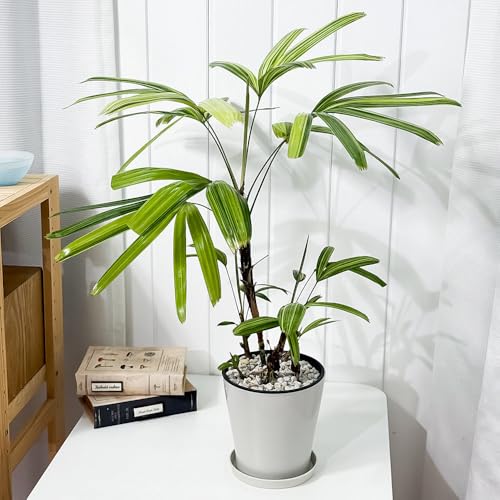 PLANCHU ϗtA Jm`N AjVL 5 󂯎Mt ĕt Rhapis excelsa eAyanishikif sX GNXPT ω|  V