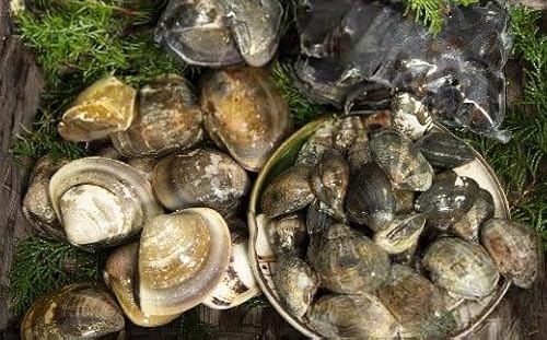 ハマグリ等貝類セット 1.5kg はまぐり ハマグリ 蛤 あさり アサリ 貝 伊勢湾産 天然 砂出し済み 手掘り [2-85] 冷蔵