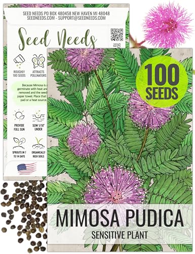 Seed Needs Mimosa Seeds to Plant Sensitive Plant Annual Flowers 1 Pack