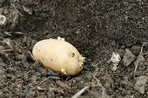 Amazon.co.jp: 種芋 メークイン 北海道産 じゃがいも 3kg（正規品 S/M