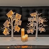 Alfanite Confezione da 2 alberi dei soldi