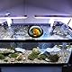 Toddmomy Aquarium Zubehör Fischkuppel Teich Kuppel Zum Beobachten Von Teichfischen Schwimmende Acryl-fischkuppel Kugel Kunststoff-halbkugel-fischkuppel Für Teich Pool Aquarium