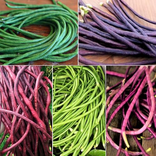 TomorrowSeeds - 5 Colors Mix Yard Long Bean Seeds - 30+ Count - for 2025 Planting Purple Green Red Pink White Rainbow Blend Multi Variety Vining Pole Asian Vegetable Grow Your Own Home Farm Patio