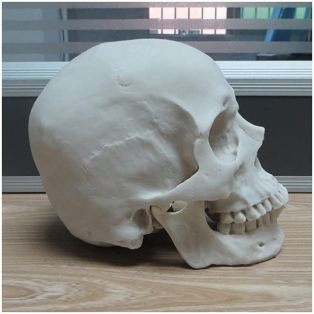 Model ludzkiej czaszki w rozmiarze rzeczywistym Anatomia naukowa Model mięśniowo-szkieletowy głowy ludzkiej czaszki Materiał żywiczny Model medyczny