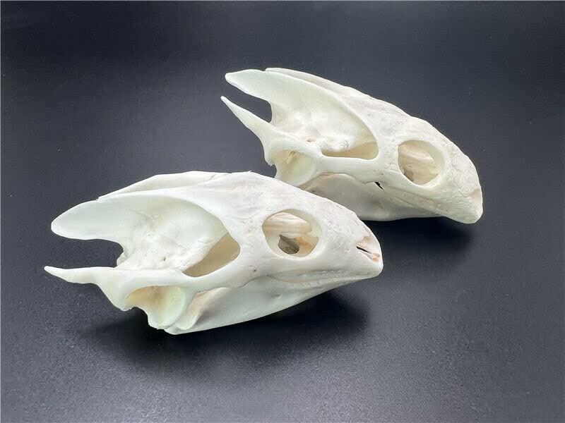 CLLOEAT Taxidermy Real Skull Animals Skulls, Real Bones Specimen, Taxidermy Supplies for Science Education, DIY Home&Office Decor (2)