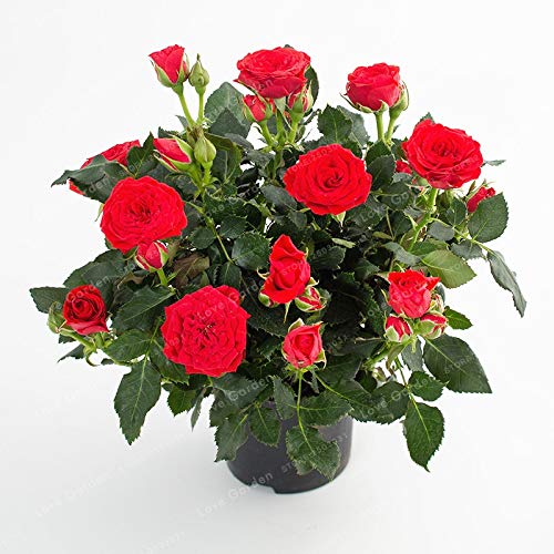 Nouvelles Graines De Rosiers Miniatures Pour Jardin Rouge Ensemble De 100 Pièces