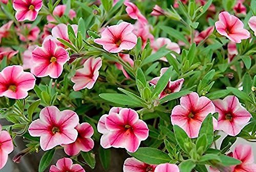 Million Bells Double Flower Seeds (30 Mix Flowers Seeds Pack) by Urban Turtle® (B09D95H4D6) Amazon Price History, Amazon Price Tracker