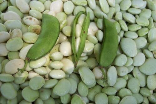 Dixie blanco Mantequilla guisante Polo Garrofón de la herencia no-OGM semillas vegetales frijoles