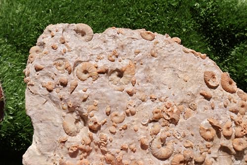 Image of Ammonites & Gastropods Plate Cretaceous Fossils Fossils from Morocco Fossil Rock ammonites Fossil from Morocco A212