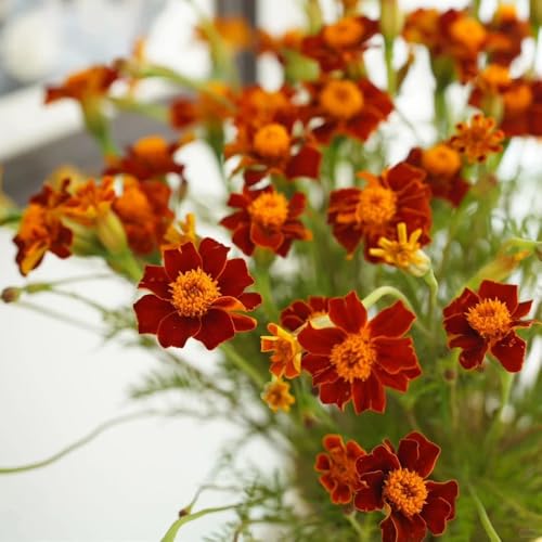 semi di calendula perenni, resistenti balcone giardino 50pcs