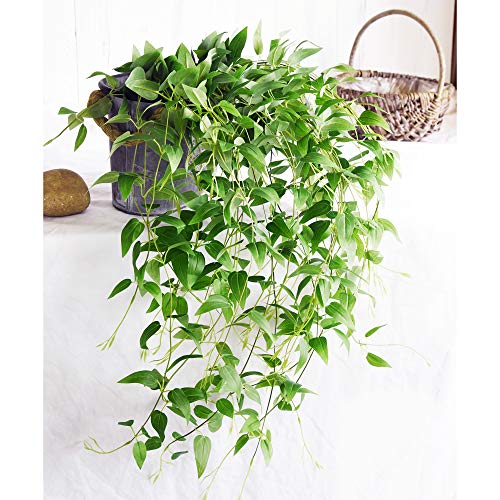 Fiveseasonstuff 10 Stems Artificial Silk Clematis Fake Leaves Décor Garland | Fall Garland Greenery Leaves| Vine Floral Arrangement Accessories For Wall Hanging Backdrop Bouquet #TOP2