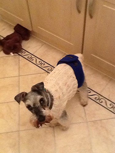 glenndarcy dog belly bands