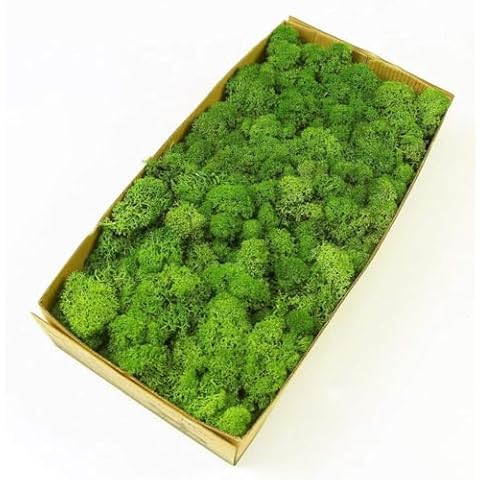 Prefleur Preserved Reindeer Craft Moss Natural Green DIY Kit Gardenning Art Wall Decor Florist Easter Table Decor Wedding Decor (0.85lb)(Green-02) Cover