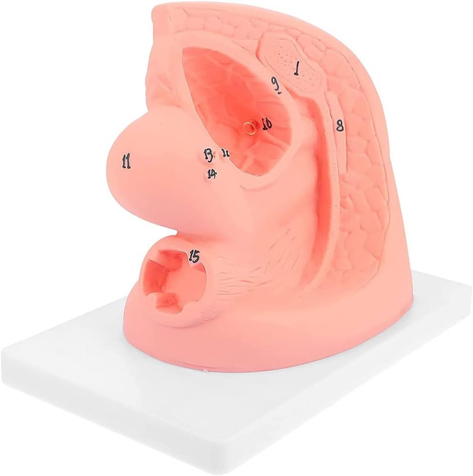 Modèle Cathétérisme, Ensemble D'enseignement L'anatomie du Cathéter Féminin, Modèle D'organe Reproducteur Interne Externe Moule Cathéter Urinaire