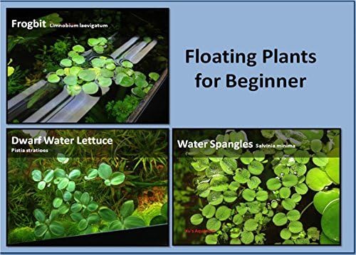 Aquarium Floating Plants Package, 12 Amazon Frogbit , 12 Dwarf Water Lettuce, 12 Water Spangles by G'z