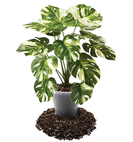 Zimmerpflanzenerde Garten Lux Premium Aroid Mix Erde 2L 5 Komponenten
