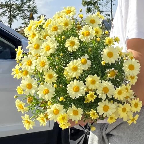 margherita di giardino estivo selvatiche balcone giardino semi rampicanti resistenti semi perenni resistenti decorazione 120 pezzi