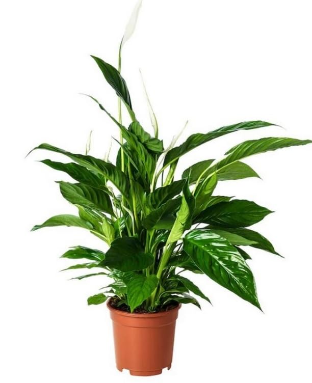 3 x Air Purifying Plants Spider Plant Chlorophytum, Spathiphyllum Peace Lily, Snake Plant Sansevieria Laurentii in 10-12 cm pots - Image 7