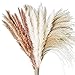 Janice Ky 60Stck 65cm Natürliche Pampasgras Getrocknet Mit 3 Flauschige und Schwungvolle Trockenblumen Getrocknete Blumenfür Hochzeit Blumenarrangements Home Décor