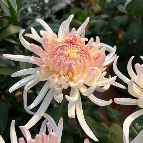 Semi resistenti di crisantemo Balcone, crisantemo rare, decorazione del soggiorno di perenni resistenti 80pcs