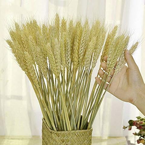 TooGet Dried Wheat Sheaves Stalks Bouquet Bundles, 100 Stems Natural Ear of Wheat Grain Flowers Dry Grass Bunch DIY Arrangements for Home Wedding Store Decorative Cover