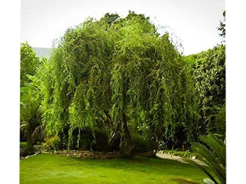 Golden Curls Corkscrew Willow