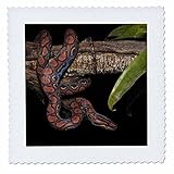 3dRose qs_86348_2 Rainbow Boa Snake, Amazon Rainforest, Ecuador Sa07 Pox1359 Pete Oxford Quilt Square, 6 by 6'