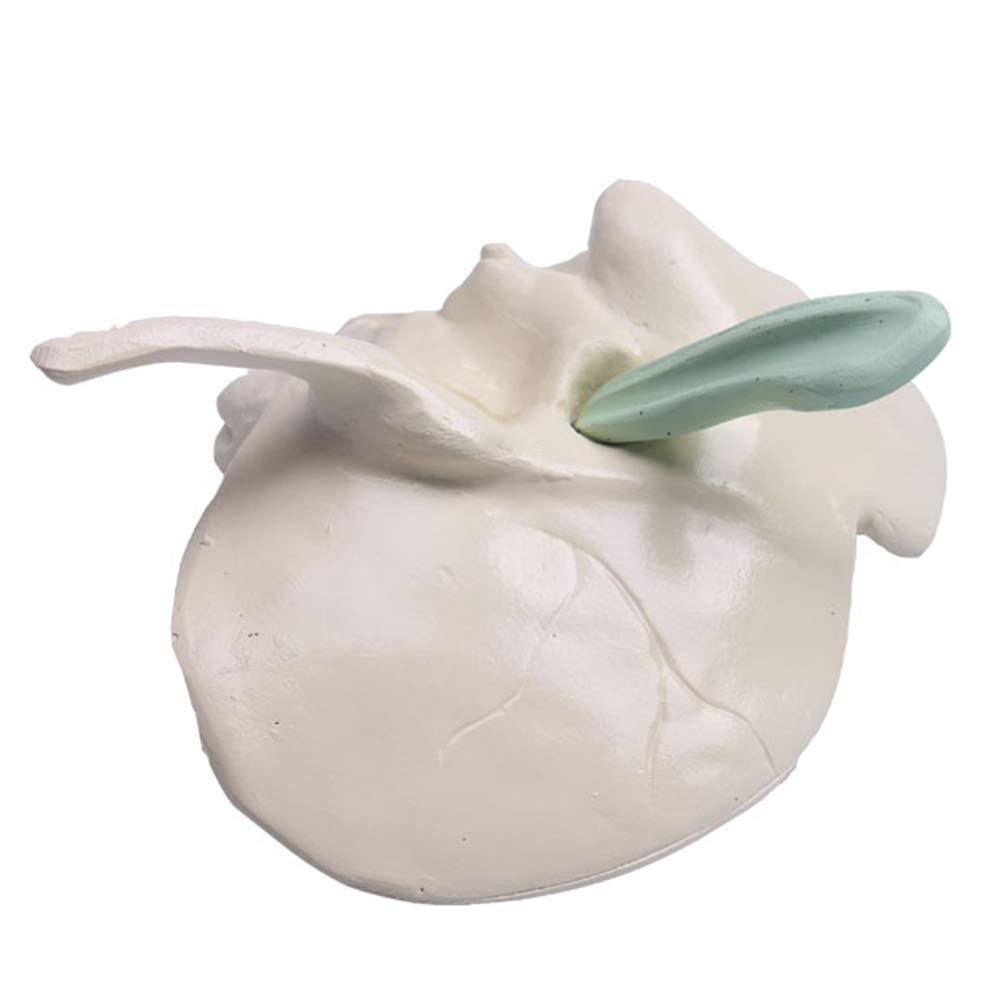 Sjdopulse Temporal Bone Expansion Model - Human Skeleton Temporal Bone Model - Human Skeleton Temporal Bone Model - For Study Display Medical Teaching Model
